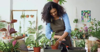 Önlük dükkanındaki kadın fiber toprağı elleriyle yerleştiriyor, masadaki yeni saksıya yeşil bitki naklediyor. Bahçıvan, bahçıvan sera koşullarında bitki yetiştirir. İş ve