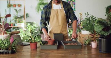 Çiçekçide takılan çiçeklerle ilgilenen profesyonel bir erkek çiçekçi. Adamların elleri, masadaki yeni çömleğe yeşil bitki naklediyor. Küçük işletme konsepti. Yavaş çekim.