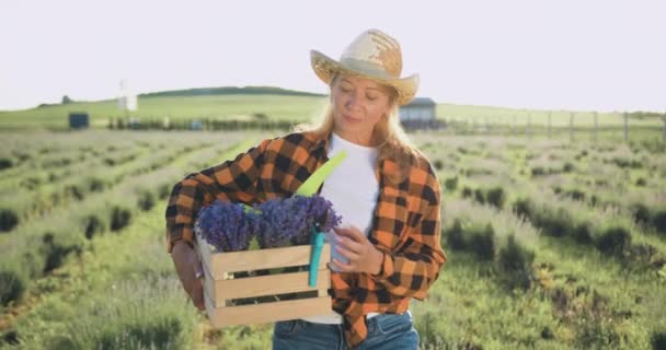 帽子を被る農民の女性は 日光で緑のプランテーションに新鮮なラベンダーの花のハーブと木箱を保持する畑を歩いています 収穫のプルニングと乾燥ラベンダーの花を栽培しています スモールファミリー — ストック動画