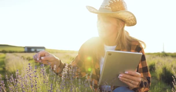 ファーマーはレイプされたフィールドでデジタルタブレットを使用しています 農業ビジネスについて フィールドの日没で女性のアゴノミストのシルエットは ラベンダーの作物の熟成をチェックします 農産物の収穫について — ストック動画