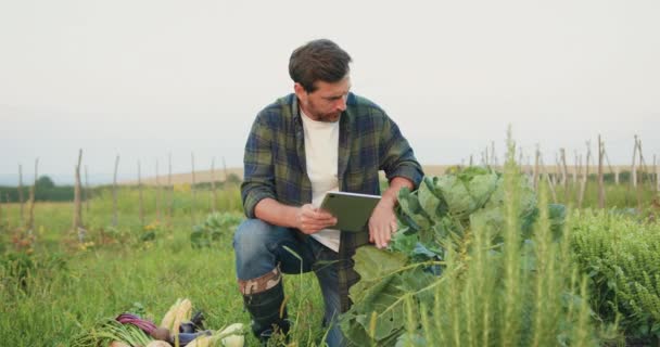 Jordbrukaren Inspekterar Grönsaksfält Och Väljer Bästa Teerna Genom Att Undersöka — Stockvideo