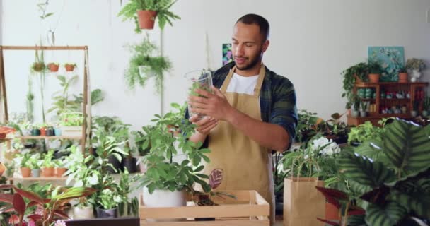 花屋の植物で働く男のプロの花屋 温室でハードワークする アフリカ系アメリカ人男性の成功した庭師は 笑顔の仕事をしているエプロンを着ています スタートアップ 中小企業 フラワーショップ — ストック動画