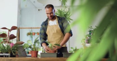 Başarılı Afrikalı erkek çiçekçinin portresi çiçekçide çiçek dikerken önlük giyiyordu. Çiçekçi adam çiçekçide masasına çiçek koyar. Çiçekçilik ve insan konsepti. Yavaş