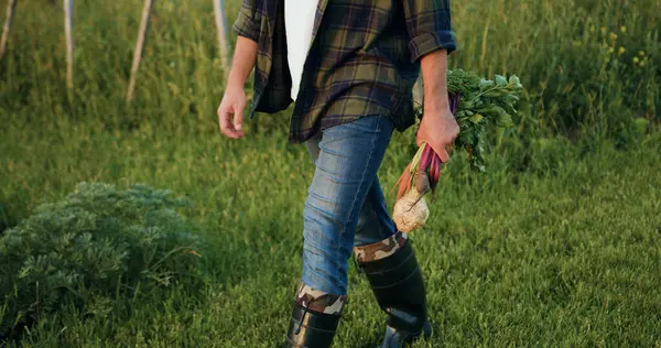 Farmer business man walking on field and holds naturally grown healthy food from basket and happily inspects them. Natural healthy food. Harvest of vegetables. Agricultural food industry concept.