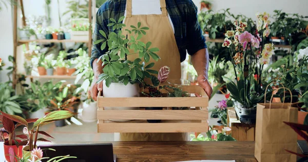Close-up hands. Male florist man worker in apron standing in modern flower shop holding box basket of pot plant. Concept of floristry, retail small business and entrepreneurship.