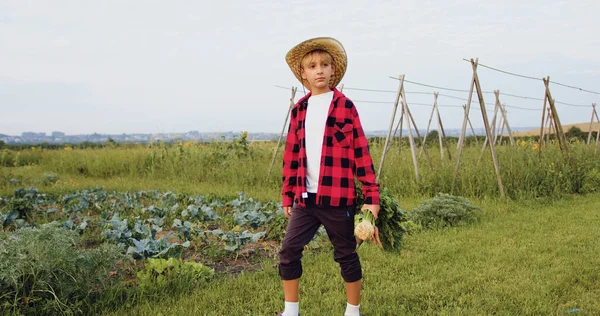 Boy walking on field and holds naturally grown healthy food from basket and happily inspects them. Little farmer walking on field holding beetroots and carrots on farm. Natural healthy food