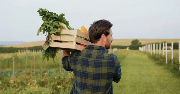Man walking on field and holds naturally grown healthy food from basket and happily inspects them. Farmer walking on field holding on shoulder box of fresh vegetables. Natural healthy food