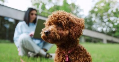 Parkta yürüyen sevimli kahverengi bir Maltipoo köpeğinin portresi, sahibi arka planda oturuyor ve bir dizüstü bilgisayarda çalışıyor, açık hava ortamında uzaktan çalışma ve evcil hayvan bakımı kombinasyonunu gösteriyor. Yavaş çekim