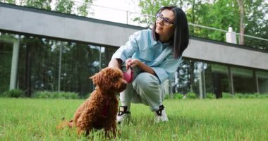Gülümseyen genç bir kadın, arkasında modern cam binalar olan güneşli yeşil bir şehir parkında kıvırcık kırmızı-kahverengi Maltipoo köpeğini gezdiriyor. Evcil hayvan arkadaşlığı ve şehir yaşam tarzını gösteren sıradan bir yaz sahnesi. Yavaş çekim