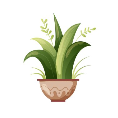 Saksıda yetişen bitkiler. Güzel ev dekorasyonları, beyaz arka planda izole edilmiş bitkiler. Çizgi film düz çizimi