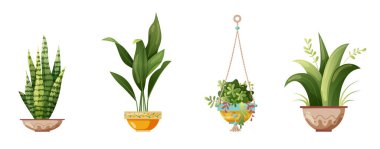 Saksıda yetişen bitki ve makrome bitkisi. Beyaz arka planda el yapımı makrome bitkileri var. Çizgi film düz çizimi