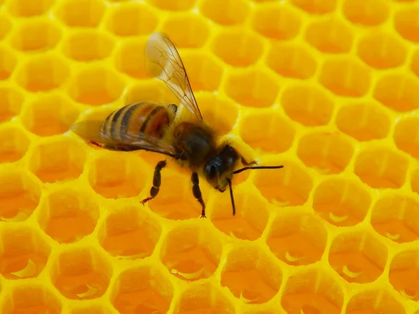 Bee Honeycombs Honey Slices Nectar Cells Stock Picture