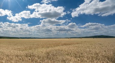 Buğday tarlası, gökyüzünde güzel bulutlar.