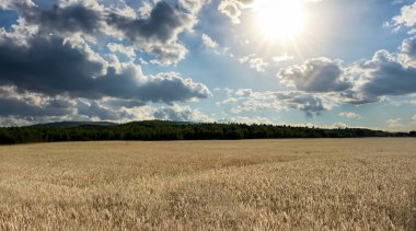 Buğday tarlası, gökyüzünde güzel bulutlar.