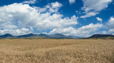Buğday tarlası, gökyüzünde güzel bulutlar.