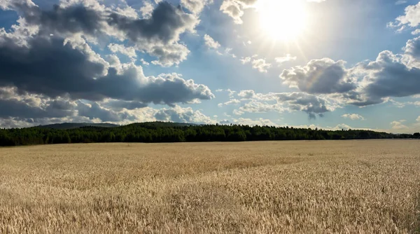 Buğday tarlası, gökyüzünde güzel bulutlar.