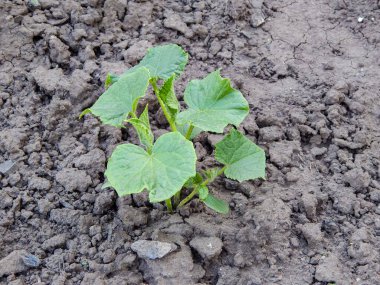 Genç bir salatalık tohumu, narin yapraklı canlı bir yeşil, 15 santimlik kuru, çatlamış bahçe toprağında parlak güneşin altında duruyor, büyümeyi ve doğadaki esnekliği simgeliyor..