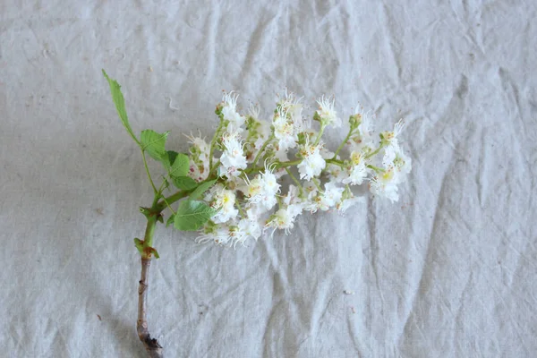 Gesztenye Levél Virágok Bézs Asztalon Természetes Organikus Kozmetikai Fogalom — Stock Fotó