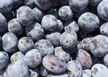 Taze toplanmış organik olgun lezzetli mavi erikler bulanık arkaplan.