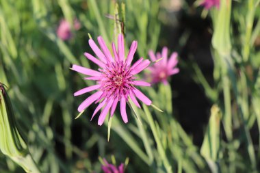 Tragopogon porrifolius safra kesesi, karaciğer veya idrar yolu hastalıklarının tedavisinde kullanılan şifalı bir bitkidir. Aynı zamanda bir sebze olarak da kullanılır ve yaygın olarak tuz olarak bilinir..