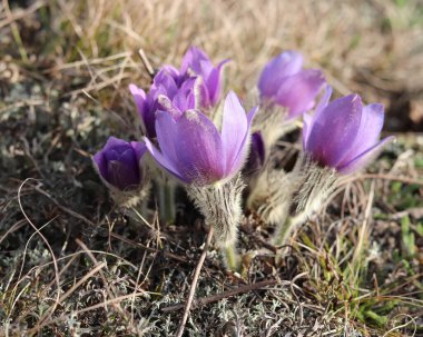 Pulsatilla en güzel bahar çiçeğidir. Pulsatilla baharın başlarında güneşli bir günde ormanda açar. Pulsatilla, yakın plan çiçek. Hafif bir odaklanma oluştur.