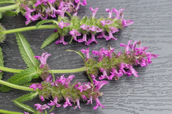 Composition of Betonica officinalis, common names betony, purple betony, isolated on wooden background. Top view, creative flat layout. The concept of summer, spring, mothers day medicinal plants.