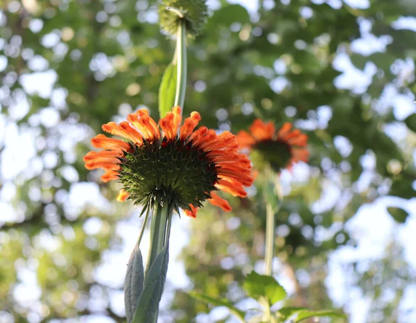 Leonotis leonurus, also known as lions tail and wild dagga in the garden. It is known for its medicinal properties botanical, natural, herb, and flower concept.