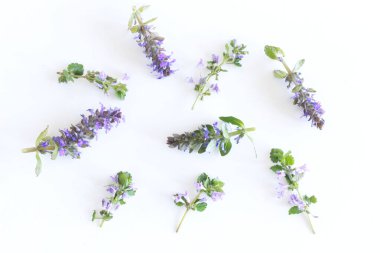 Medicinal plant Glechoma hederacea and Ajuga reptans. Flowers composition. Flowers on white background. Flat lay, top view, copy space used in herbal medicine, nutrition, horticulture.