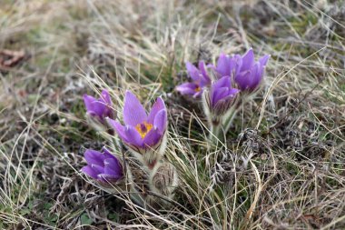 Pulsatilla en güzel bahar çiçeğidir. Pulsatilla baharın başlarında güneşli bir günde ormanda açar. Pulsatilla, yakın plan çiçek. Hafif bir odaklanma oluştur.