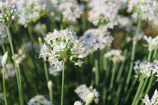 Lukking Hvite Blomster Fra Hvitløksgressløk Allium Tuberosum Medisinske Planter Urter – stockfoto