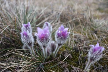 Pulsatilla en güzel bahar çiçeğidir. Pulsatilla baharın başlarında güneşli bir günde ormanda açar. Pulsatilla, yakın plan çiçek. Hafif bir odaklanma oluştur.