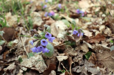 Güzel bir bahar buketi Pulmonaria officinalis, yaygın olarak kullanılan adıyla lungwort, yaygın akciğer otu Mary 'nin gözyaşları, kesilmiş ahşap bir gövde üzerinde ve bitkisel ilaçlar için Pulmonaria officinalis bitkisel çayı.