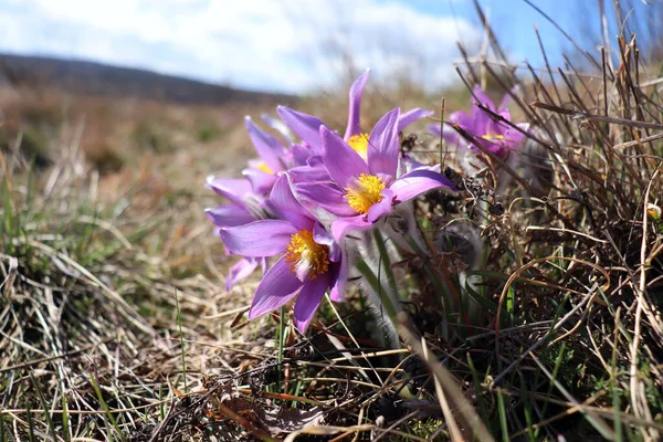 Pulsatilla en güzel bahar çiçeğidir. Pulsatilla baharın başlarında güneşli bir günde ormanda açar. Pulsatilla, yakın plan çiçek. Hafif bir odaklanma oluştur.