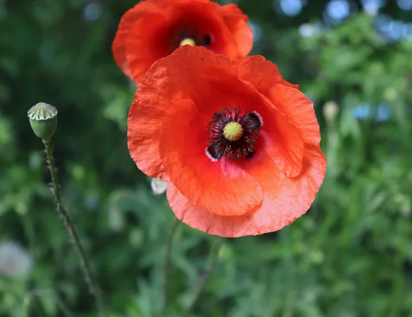 The red poppy flower produces a shallow depth of field and soft creamy background. Other names are Papaver rhoeas, common poppy, corn poppy, corn rose this poppy is notable as an agricultural weed.