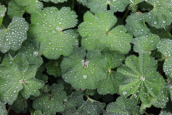 Close Raindrops Leaf Alchemy Mollis Plant Alchemilla Mollis Medicinal Plant — Stock Photo, Image