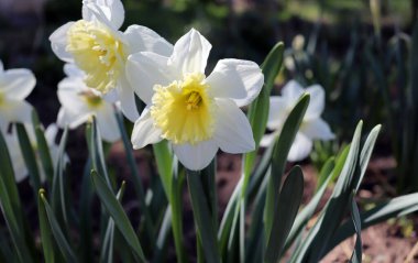 Narcissus olarak da bilinen sarı nergis çiçekleri yumuşak gün ışığında çiçek açıyor. Çiçek konsepti.