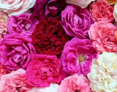 Gül desenli çiçek deseni. Düz yerde, üst tarafta. Sevgililer Günü geçmişi. Çiçek deseni. Çiçeklerin deseni çiçek deseni deseni.