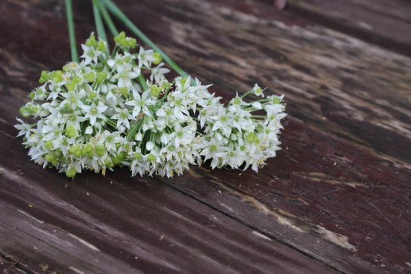 ニンニクのアーカイブ アリウム塊茎の白い花の閉鎖 薬用植物 有機庭のハーブが背景にぼやけて — ストック写真
