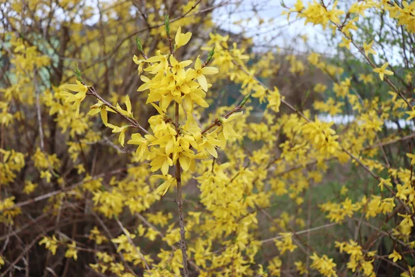 Gul Blommande Forsythia Blommor Ren Det Prydnadsväxt Lövbuske Trädgård Ursprung — Stockfoto