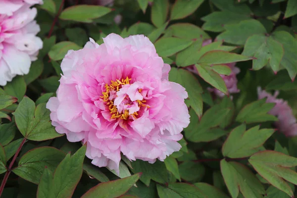 stock image Peonia Suffruticosa in the garden. Shot of a peony in bloom works perfectly with the green background. Spring background. Blooming, spring, flora. Flowers photo concept greeting cards.