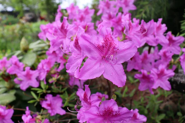 Velká Růžová Azalka Nebo Rododendron Organické Zahradě Sezóna Kvetoucích Azalek — Stock fotografie