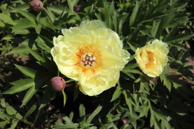Çiçekli şakayığın bahçe fotoğrafındaki şakayık yeşil arka planda mükemmel durur. Bahar arka planı. Çiçek, bahar, bitki. Çiçek fotoğraf konsepti. Tebrik kartları.