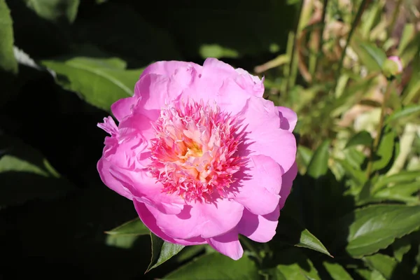 Peonia Fancy Nancy Pfingstrose Garten Der Schuss Einer Blühenden Pfingstrose — Stockfoto