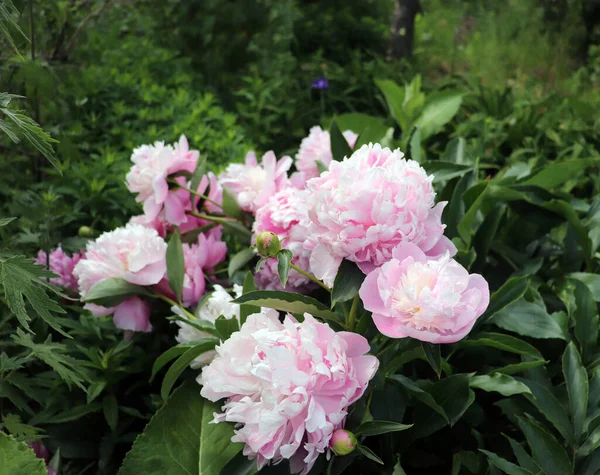牡丹夫人在花园里 牡丹盛开时被射中 与绿色背景完美配合 春光背景开花 花的照片概念 — 图库照片