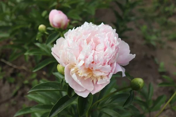 Peonia Sweet Sixteen Peony Garden Shot Peony Bloom Works Perfectly — Stock Photo, Image