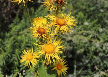 Gelişen Inula Lisesi, organik bahçedeki Inula Helenyumu. Şifalı bitki, homeopatik bulanık arka plan..