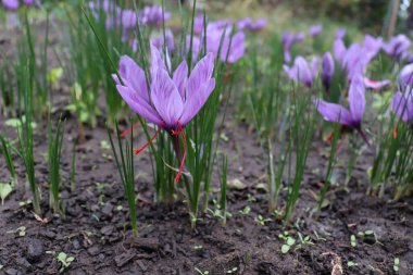 Ahşap bir arka plan safranı üzerinde Crocus sativus ve üzüm ağırlıkla dünyanın en pahalı baharatları arasındadır. Ekim ayında safran genellikle hasat için mükemmeldir..