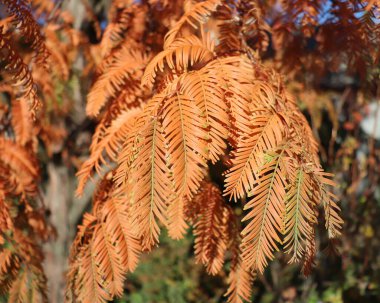 Ginkgo veya Ginkgo biloba. Sonbaharda güzel bir altın ağaç. Yaprak döken kozalaklı bir tür. Bahçede bir sonbahar günü. İzole edilmiş sarı yapraklar parklar ve bahçeler..