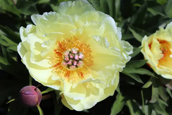 Garden Treasure. Peony in the garden. Shot of a peony in bloom works perfectly with the green background. Spring background. Blooming, spring, flora. Flowers photo concept greeting cards.