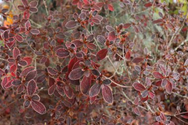 Kırmızı yapraklı donmuş açelya. İlk buzlar, soğuk hava, donmuş su, don ve buz. Makro atış. Kış başları arka planda patladı.